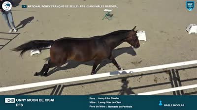 ONNY MOON DE CISAI