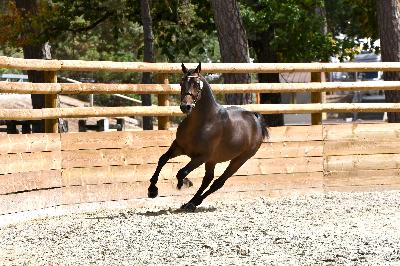 ONNY MOON DE CISAI