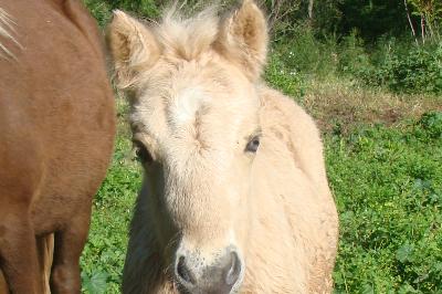 Owen foal