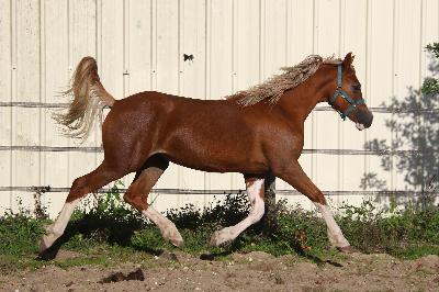 LADY OLIVIA DE MAIKA