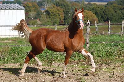 LADY OLIVIA DE MAIKA