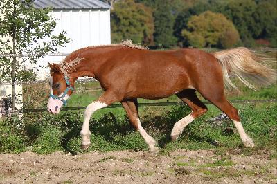 LADY OLIVIA DE MAIKA