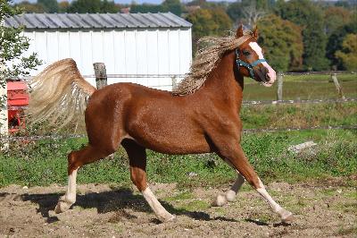 LADY OLIVIA DE MAIKA