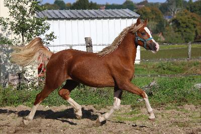 LADY OLIVIA DE MAIKA