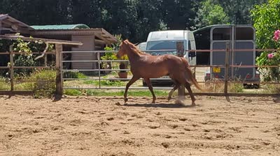 le trot