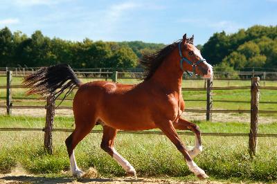 OKSWELLFLYER DE MAIKA