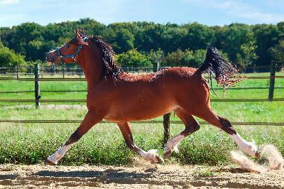 OKSWELLFLYER DE MAIKA