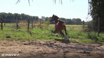 OKSWELLFLYER DE MAIKA