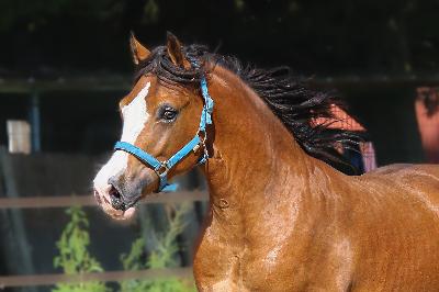 OKSWELLFLYER DE MAIKA