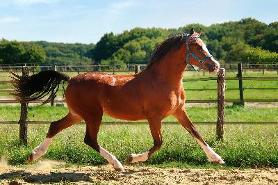 OKSWELLFLYER DE MAIKA