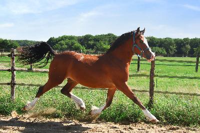 OKSWELLFLYER DE MAIKA