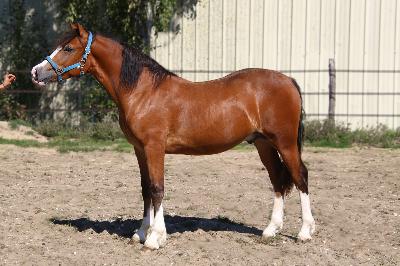 OKSWELLFLYER DE MAIKA