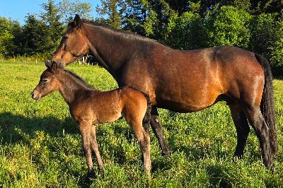 Joyful Schueracher m&egrave;re d'Opus