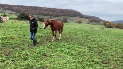 OPPENHEIMER D&#039;HOPS