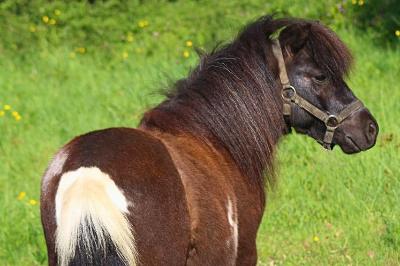 OXALYS D HELNA