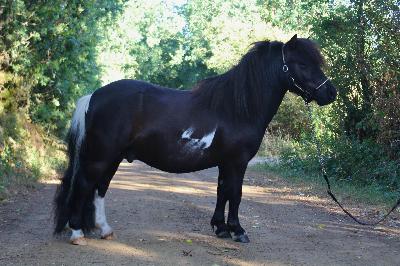 OXALYS D HELNA