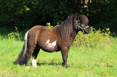 OXALYS D HELNA