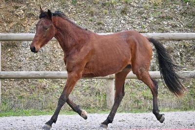 OBIWAN DES SALINIERES