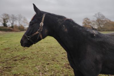 OLYMPIA D&#039;ESTRAN