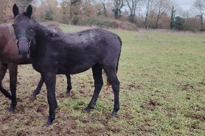 OLYMPIA D&#039;ESTRAN