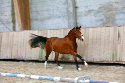 OH LA STAR DU HOMMET