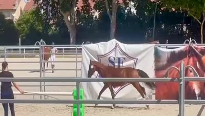 OCALA DES MUSES
