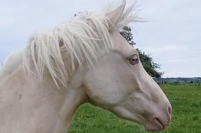 OKAMI DES FEES