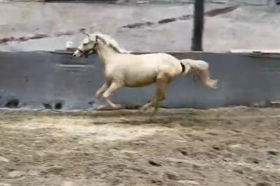 OKAMI DES FEES