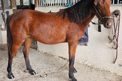 O&#039;RIGINE DU MENAGE