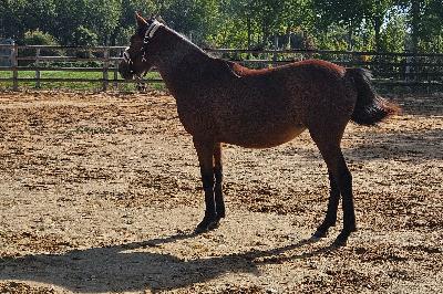 O&#039;RIGINE DU MENAGE