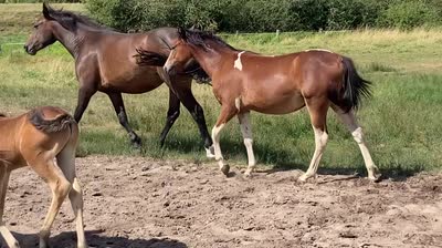 O LADY BLAUW