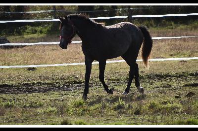 OKLAHOMA L'ANGUILLERE