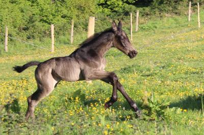 Ol&eacute;ron foal