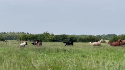 OLLIVANDER BRH&#039;ENDHIL