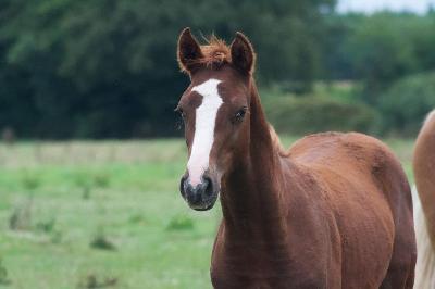 OLLIVANDER BRH&#039;ENDHIL