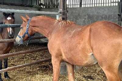 OLLIVANDER BRH&#039;ENDHIL