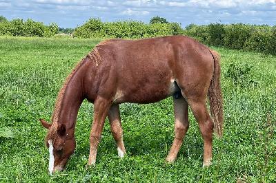 OLLIVANDER BRH&#039;ENDHIL