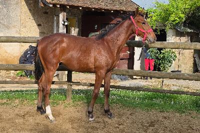 ORION DE L&#039;OZANCE