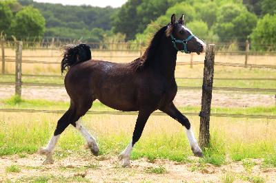 BLACKDIAMOND DE MAIKA