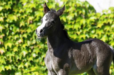 BLACKDIAMOND DE MAIKA