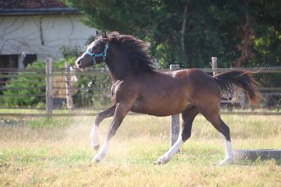 BLACKDIAMOND DE MAIKA