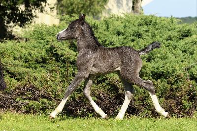 BLACKDIAMOND DE MAIKA