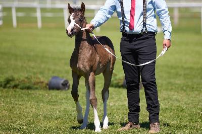 BLACKDIAMOND DE MAIKA