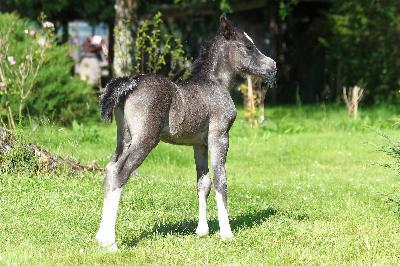 BLACKDIAMOND DE MAIKA