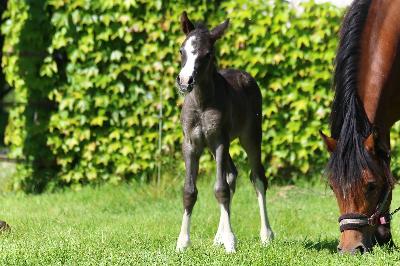 BLACKDIAMOND DE MAIKA