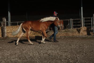 OJARO MAR DEL NAVAJO