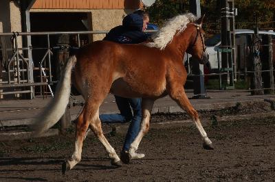 OJARO MAR DEL NAVAJO