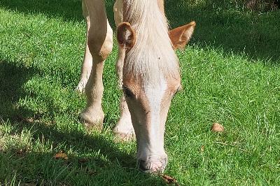 PREMS WINZ DEL NAVAJO