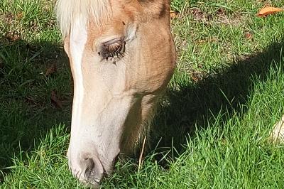 PREMS WINZ DEL NAVAJO