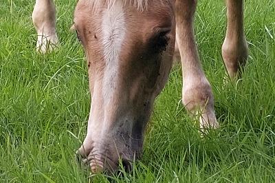 PUNCH WINZ DEL NAVAJO